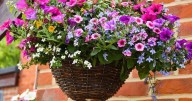 You should water hanging baskets with 1 item to ensure they look better than ever