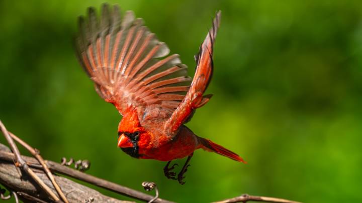 This Fast-Growing Tree Loves Damp Soil And Invites Birds To Your Yard