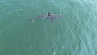 Great white shark is seen near popular beaches in Maine, sparking a warning from police