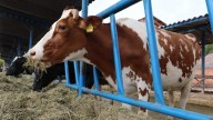 SeCampo ofrece seguro pecuario para proteger ganado y especies menores en Edomex