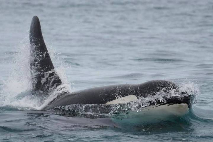 Northern resident killer whale dies in Johnstone Strait