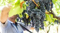 Tannat: un despegue que va desde Uruguay a Estados Unidos