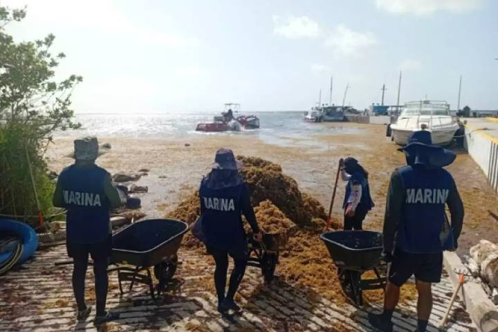Secretaría de Marina recolecta más de 200 toneladas de sargazo en costas de Mahahual y Xcalak