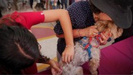 Alcaldía Tlalpan otorga más de 23 mil atenciones veterinarias