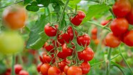 Why You Should Leave Dead Or Dying Tomato Roots In Your Garden