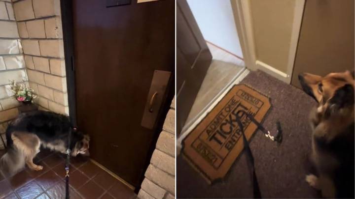 California Woman Put Her Dog’s Nose To The Test And The Result Was Pure Joy