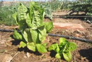 Can I start a garden now? Yes. Here’s how to succeed