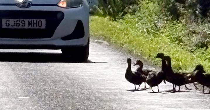 Quack-fic jam? Ducks causing car chaos