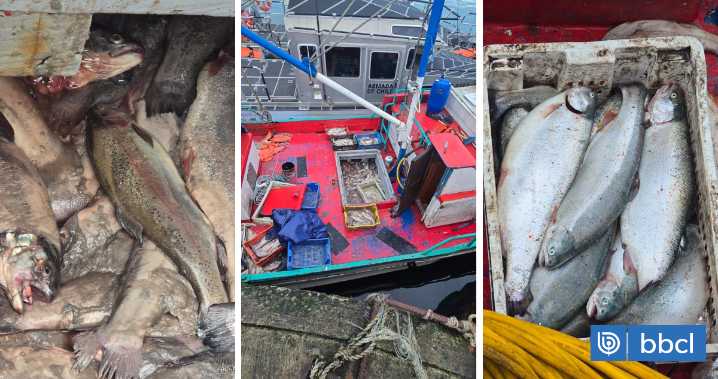 Aplazan en 48 horas formalización de 15 detenidos en operativo por robo de salmones en Chiloé