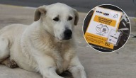 Para vecinos de La Florida: Así puedes recibir un collar de rastreo gratuito para tu mascota