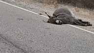Peligro latente en rutas y caminos