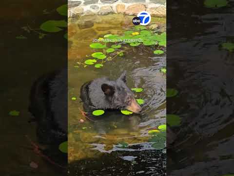 Young bear munches on 'lily pad salad'
