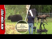 Trump-Putin Meeting Gets 'Grizzly' — Bear and Moose Spotted at Alaska Summit