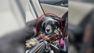 Senior Pup Returned To New Jersey Shelter Over And Over Still Hoped For Her Chance