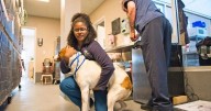 When does a pet need emergency vet care? Hang on to this checklist that will help you decide