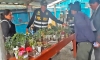 En San Jerónimo allanan vivero informal donde se cultivaba plantas de marihuana y amapola