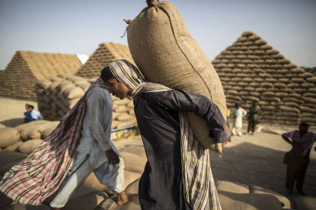Govt rules out wheat imports