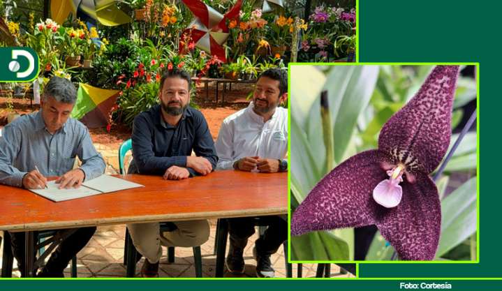 Campaña en el Oriente Antioqueño busca frenar la desaparición de orquídeas nativas