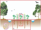 Ecology above, engineering below