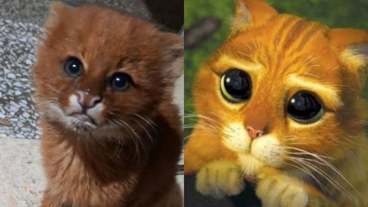 ¡Sus ojitos! Hombre abre la puerta de su casa y encuentra TIERNO yaguarundí en Argentina