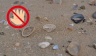 ¿Por qué no debes llevarte las conchas del mar a tu casa si sales de vacaciones?