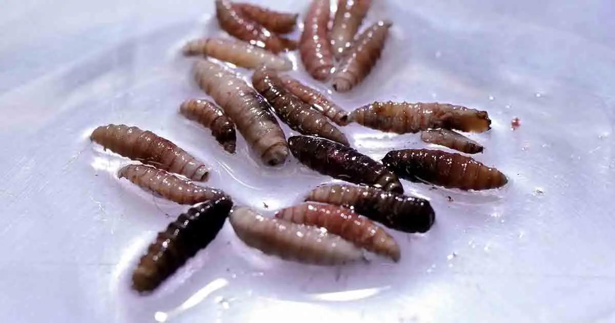 Confirman primer caso humano de gusano barrenador EU