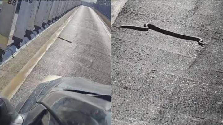 "Trae exprés"; captaron víbora en el Puente Zaragoza