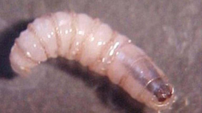 Detectan a persona infectada por gusano barrenador en Yucatán; suman 40 casos en México