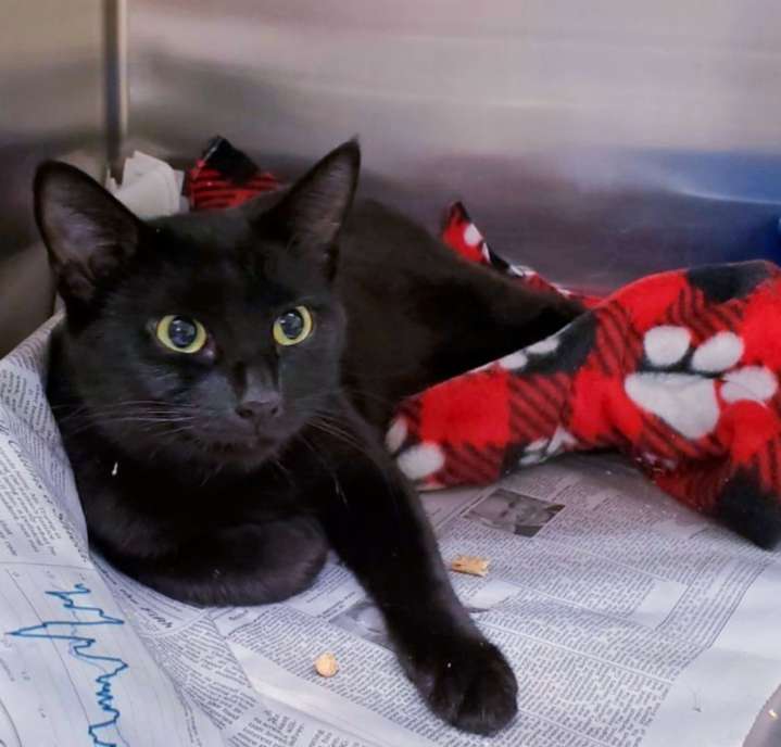 Stray cat rescued on N.J. highway by State Police