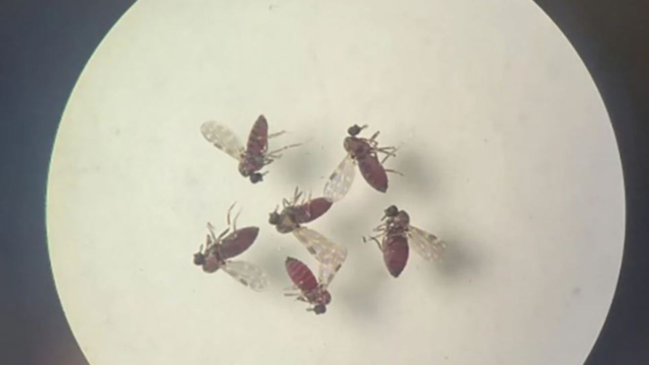 Alerta sanitaria en Reino Unido por la detección del virus Oropouche: estos son sus síntomas