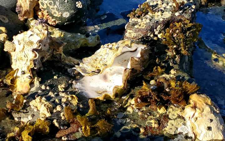 Distant Covid cousin correlates with calamitous oyster die