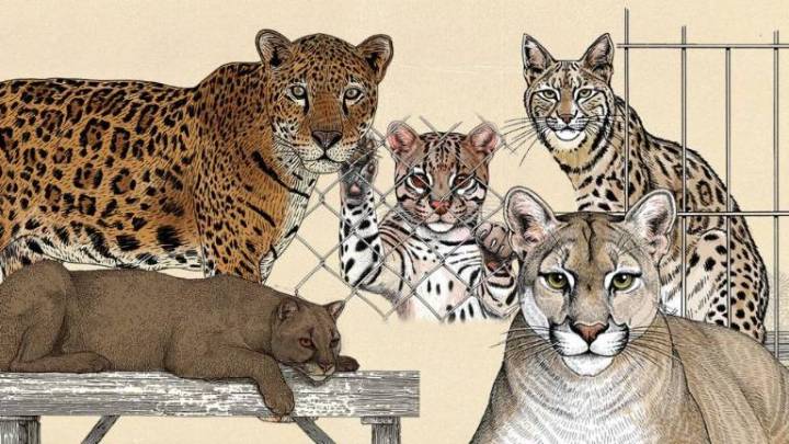 Sin salida: la irreversible realidad de los felinos que son rescatados del tráfico de animales