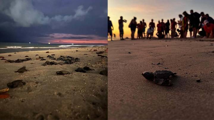 Llaman a defender a la tortuga marina en Puerto Vallarta