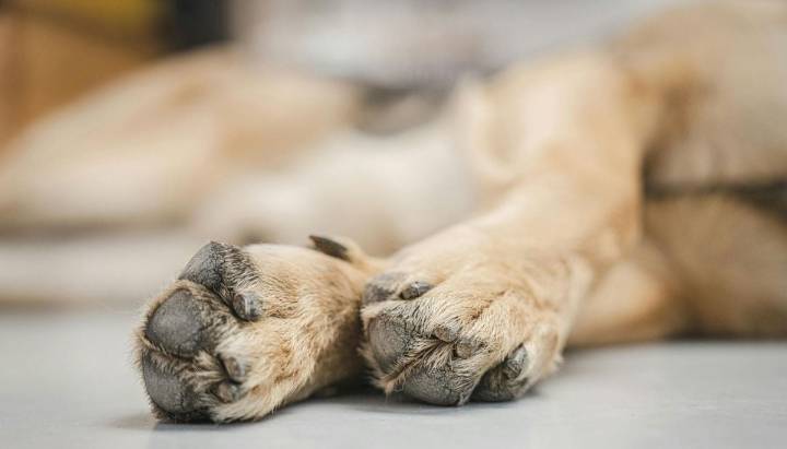 Mujer quedó detenida por maltratar a su perro "Zeus": estaba con "notorio estado de desnutrición"
