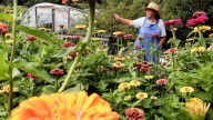 'It's a sad story': Kitsap farms, food banks to lose federal dollars