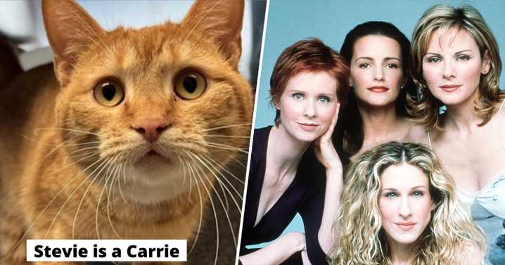 Colorado Humane Society Dubs Cats 'SATC' Characters In Hilarious Post