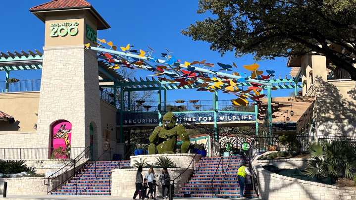 San Antonio Zoo to Open Coral Conservation Lab in 2026