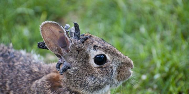 Rabbits with virus that causes tentacle-like growths reported in Colorado