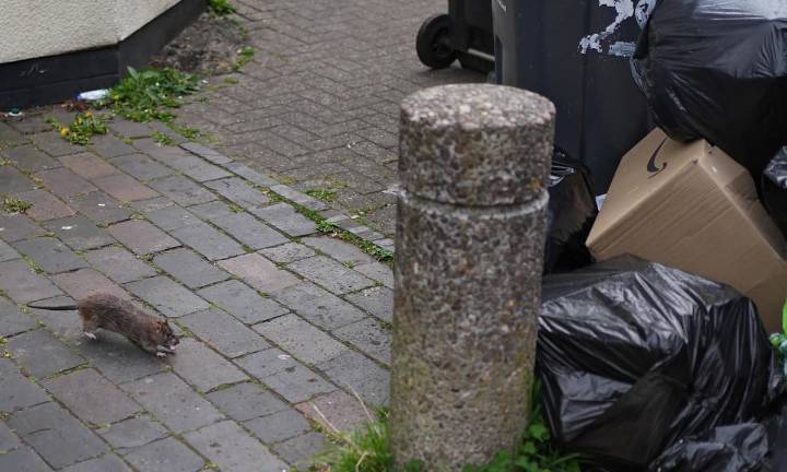 How rat-infested is your borough? The areas with the most rodent infestations reported