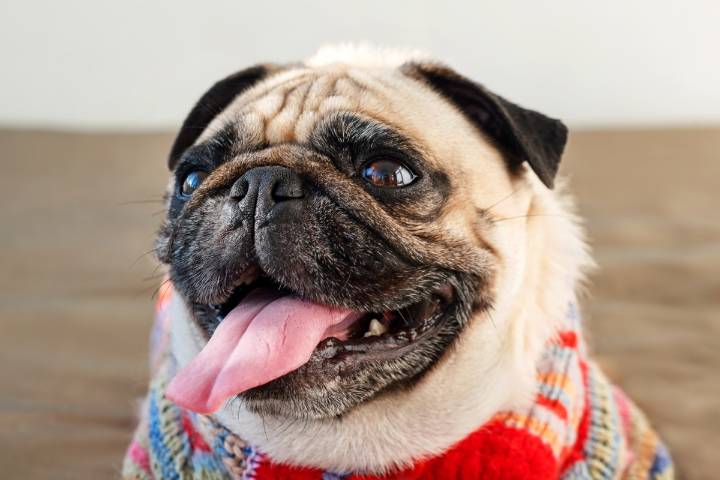 15 Dog Breeds That Aged in Years but Stayed Puppy