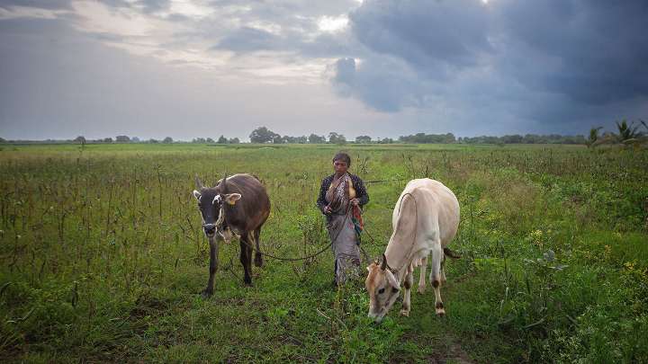 Cow’s milk, as well as Russian oil, fuels the US