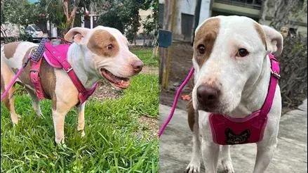 Comas: familia busca a perrita llamada Karla que desapareció tras salir de paseo