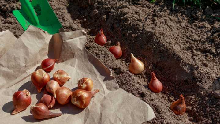 The 14 Best Bulbs To Plant In August For Showstopping Blooms Next Spring