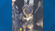 Palestine police still searching for K9 officer who escaped during storm