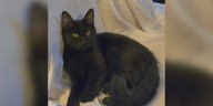 Saving Graces 4 Felines: Meet Sport