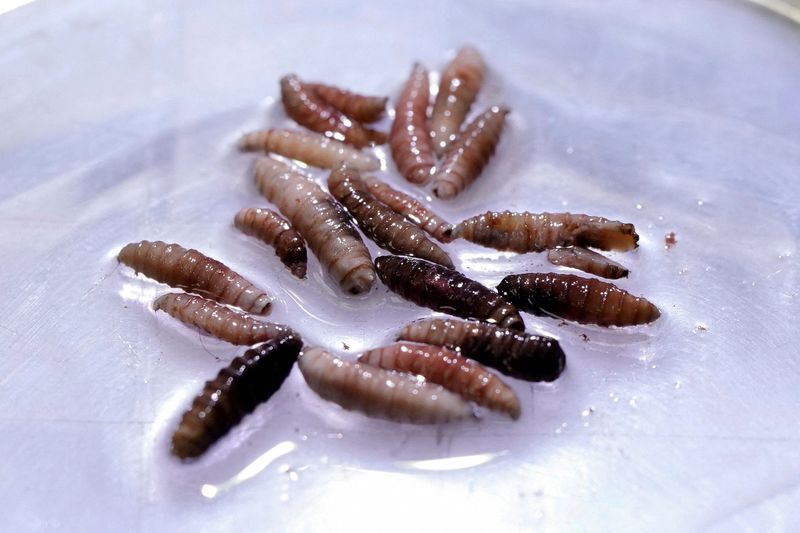 US screwworm patient recovered, Maryland says, as ranchers criticize secrecy