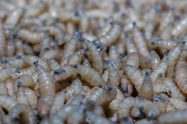 EU confirma el primer caso de gusano barrenador en humanos