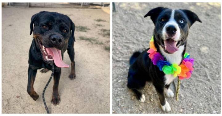 Meet Aura and Champ: Eastsider Pets of the Week!