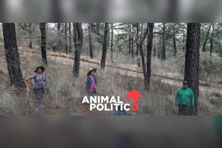 Criminalizan a defensores de montaña en San Pedro Tlalcuapan, Tlaxcala tras linchamiento