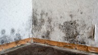 How To Get Rid Of Mold After A Basement Flood Using An Ingredient You Already Have